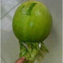 浙江余姚吃瓜事件,一场网络热议背后的真相与反思