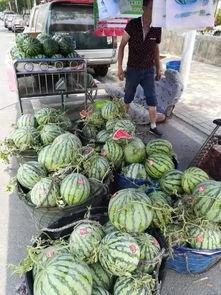 浙江余姚吃瓜事件,一场网络热议背后的真相与反思