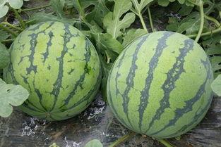 浙江余姚吃瓜事件,一场网络热议背后的真相与反思