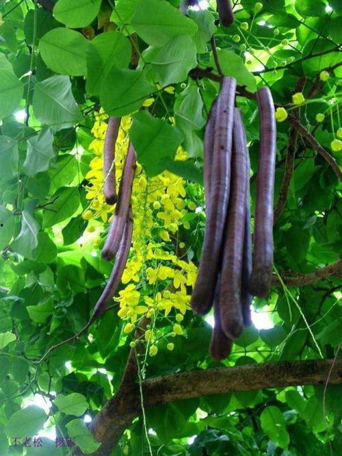 缅甸佤邦吃瓜,瓜果飘香，品味独特民族风情