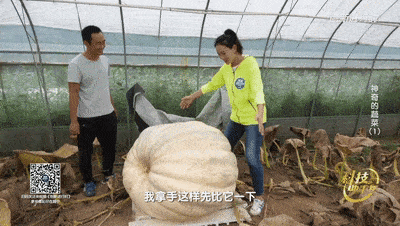 过年吃瓜大妈,揭秘年节里的民间趣味与生活百态