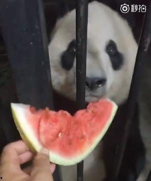 猫猫吃瓜吃到果肉,果肉盛宴中的欢乐时光