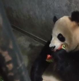 猫猫吃瓜吃到果肉,果肉盛宴中的欢乐时光