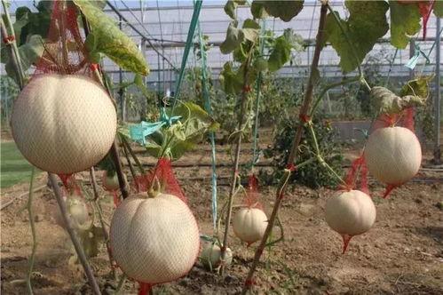 玉瓜的瓜可以吃吗,探究可食用瓜果的奥秘