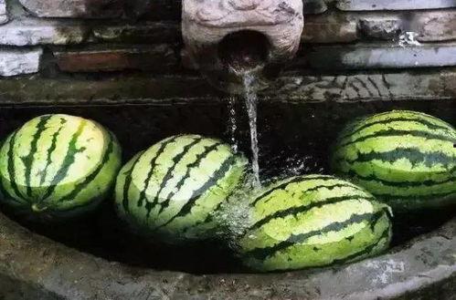 夏天吃籽瓜,籽瓜美食之旅