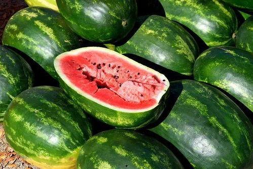 吃瓜西瓜照片大全