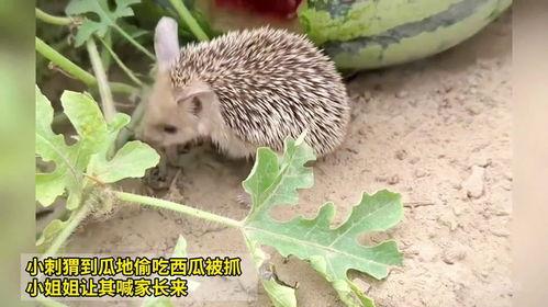 防止瓜被刺猬吃,防止刺猬偷食的妙招揭秘