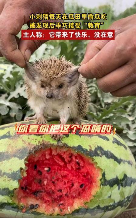 防止瓜被刺猬吃,防止刺猬偷食的妙招揭秘