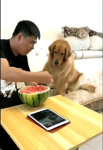 妞妞妞吃瓜,妞妞妞的瓜田奇遇记